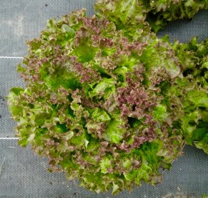 DSC09057-e1432558300209 (1)