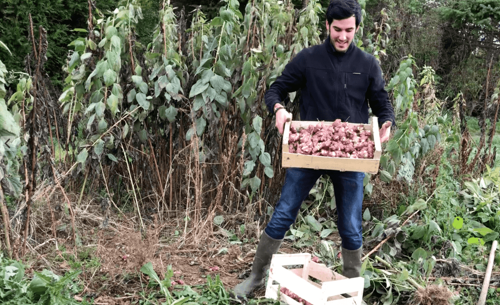 récolte des topinambours