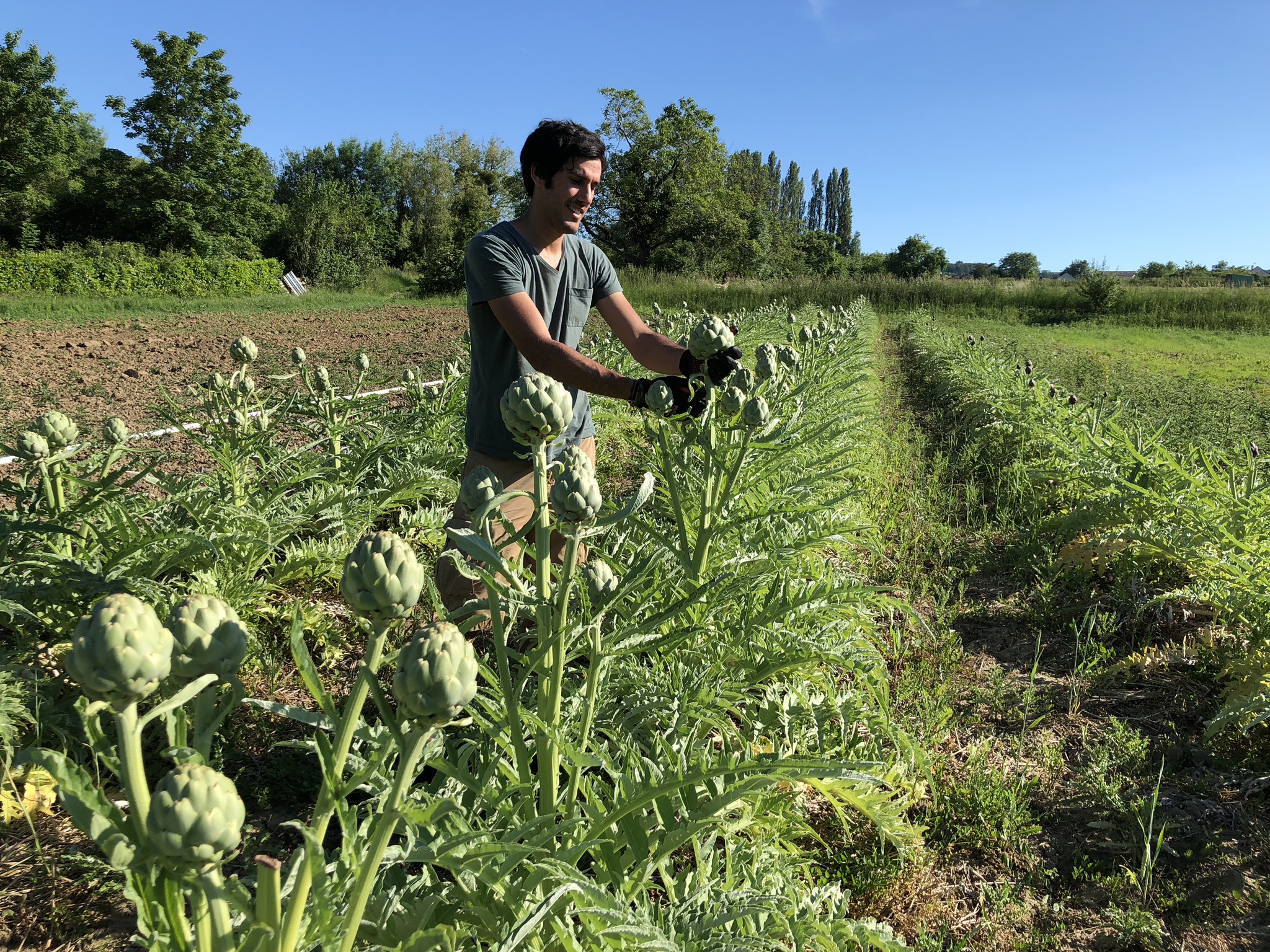 Le Maraîcher Gourmand dans le champ d'artichauts