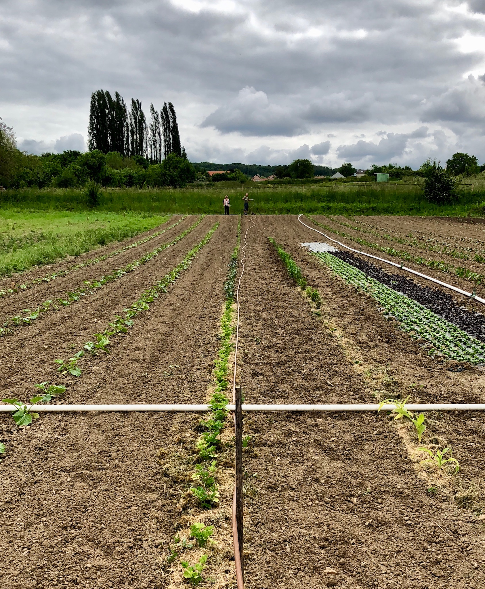 préparation de l'arrosage